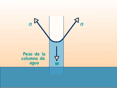 Ilustracion de agua en un tubo capilar